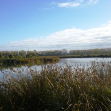 View of Lincoln Wetland