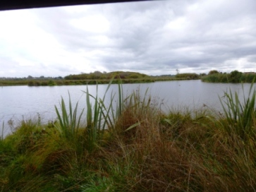 View across the wetland.